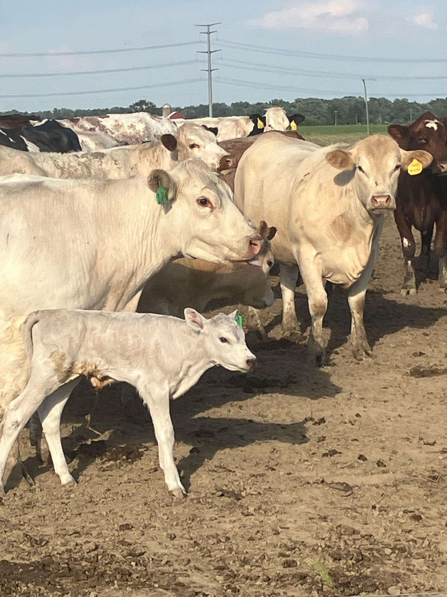 2025 Sponsor – Rob Ray Farms